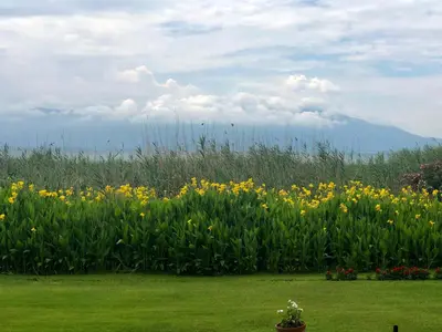 a field of flowers with a mountain in the background at The Lake House in Boyalıca