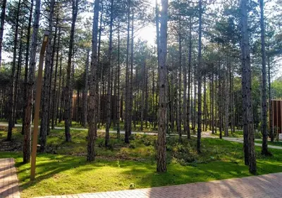 a group of trees in a park with green grass at LONGOSPHERE GLAMPING in Kırklareli