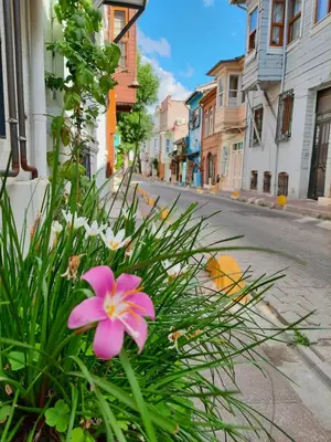 a pink flower in the middle of a street at Ararat Apart in Istanbul
