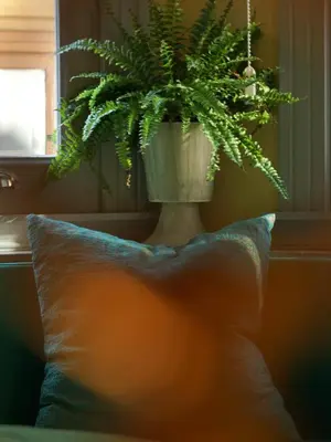 a plant in a pot on a table with a pillow at Tilas - Rooms in 19th Century Wooden Townhouse,Kadikoy in Istanbul