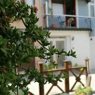 a plant with red flowers in front of a building at Hotel Mudanya in Mudanya