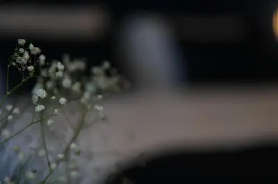 a plant with white flowers in front of a car at Nevi Hotel & Suites Istanbul Taksim in Istanbul