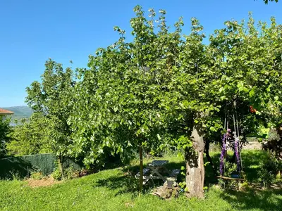 a tree in the middle of a green field at Maşukiye Home Suit Apart in Kartepe