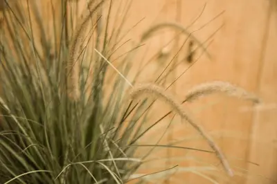 a bunch of tall grass next to a wooden wall at Ragip Pasha Apartments in Istanbul