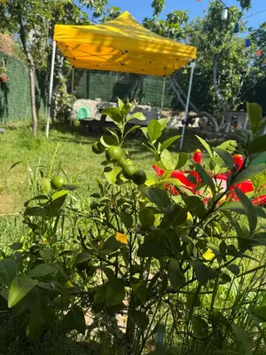 a yellow umbrella behind a bush with red flowers at Mar Boutique Apartment in Istanbul